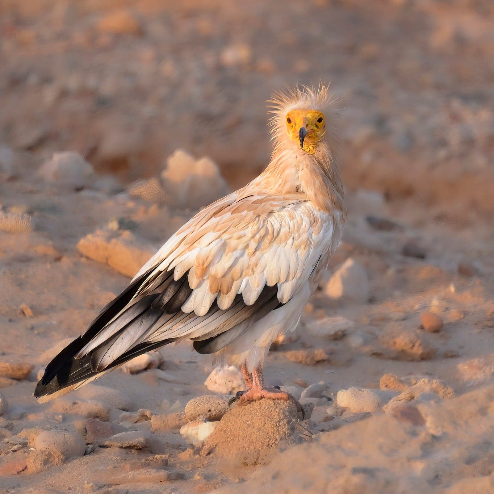 An Egyptian vulture with a bright yellow face standing on sandy ground