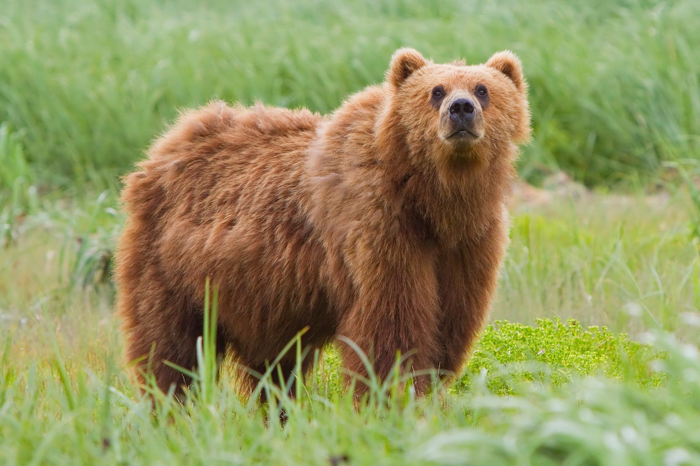 A brown bear walking through an Estonian forest