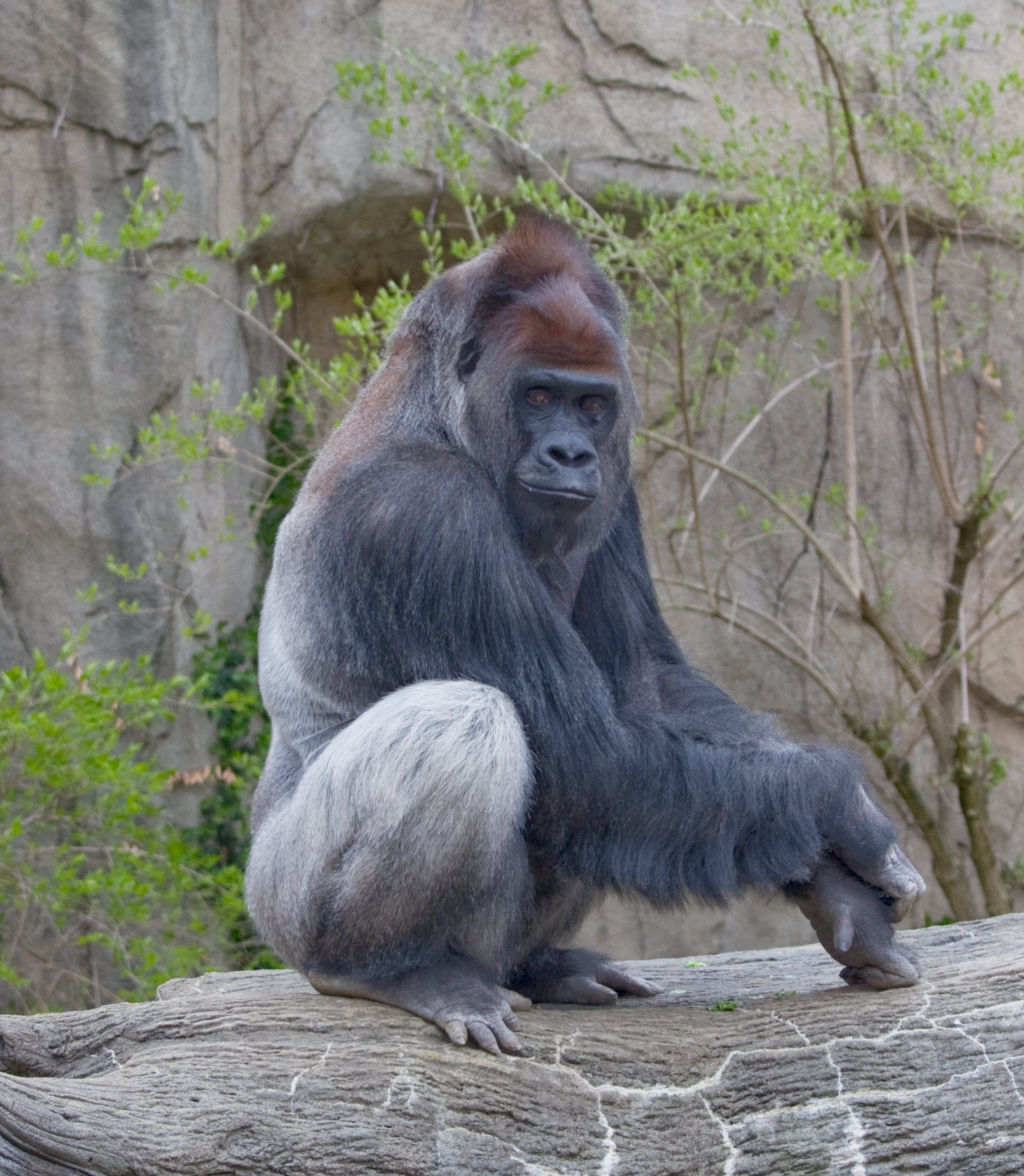 A western lowland gorilla sitting among green leaves in a rainforest