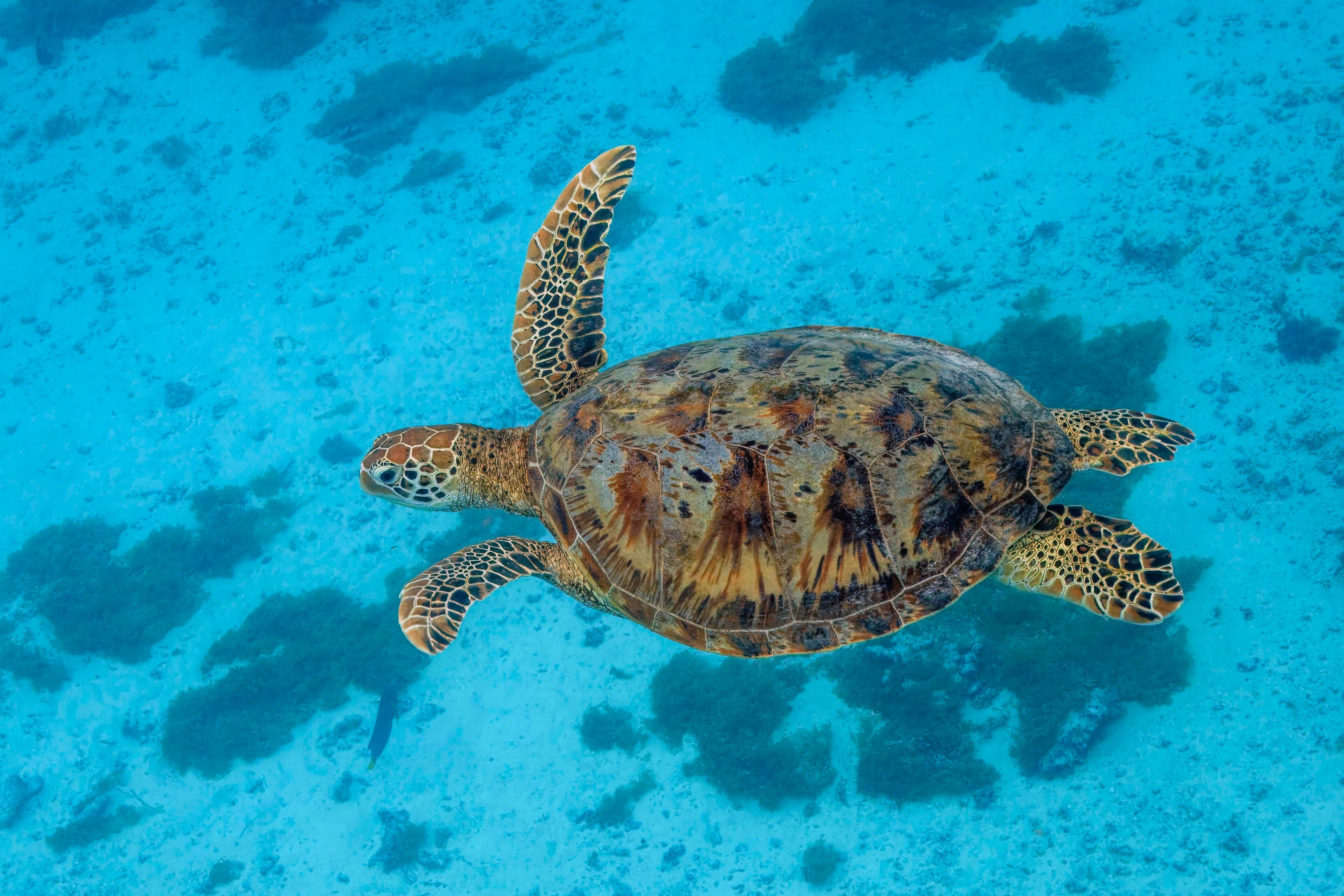 A green sea turtle gliding through clear blue water above a sandy seabed