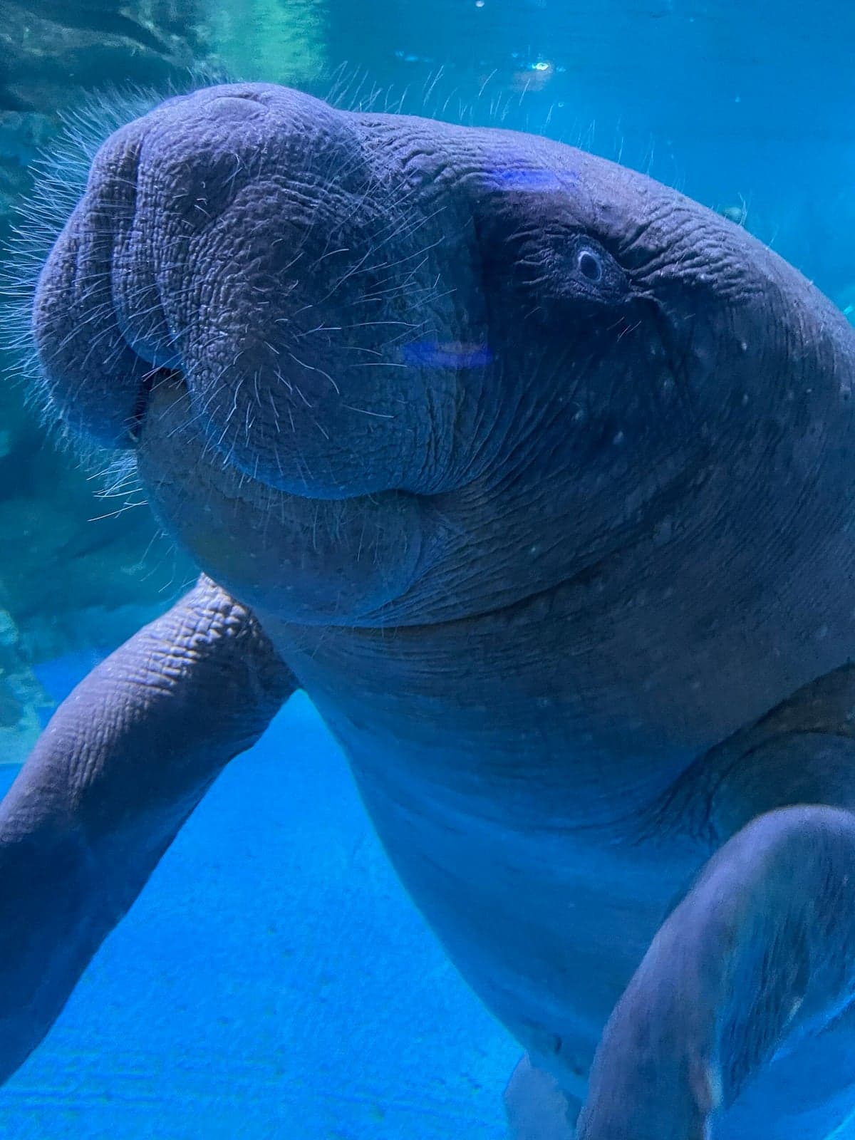 An African manatee swimming underwater