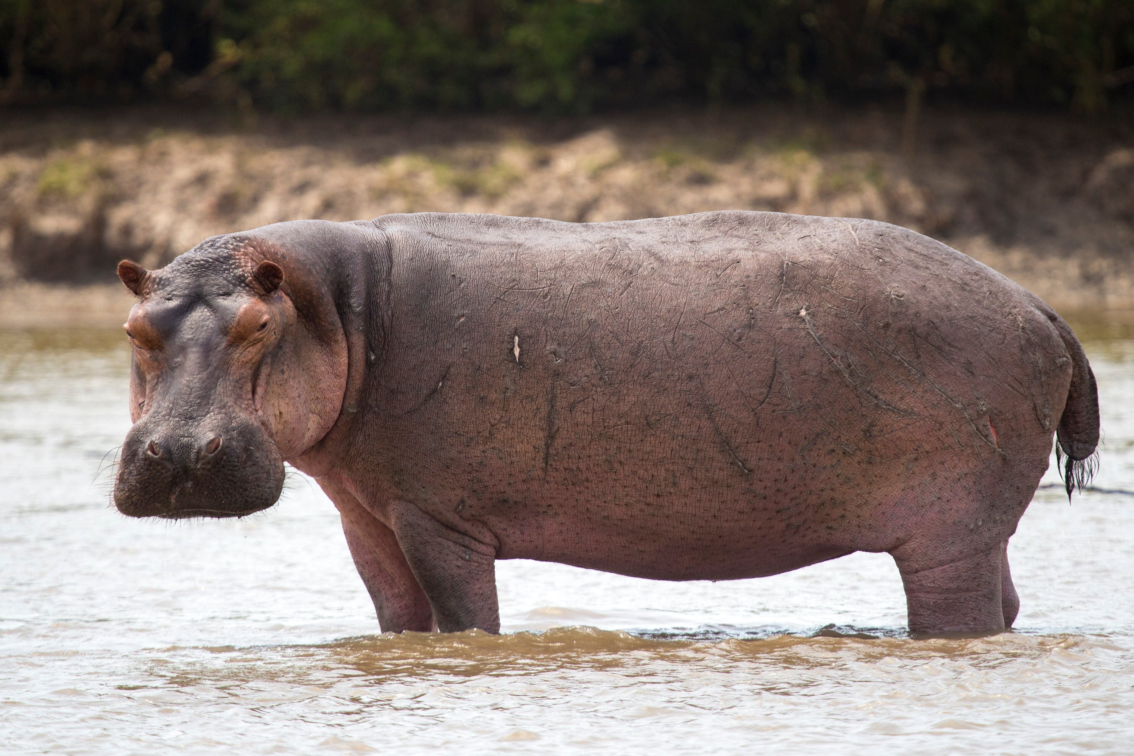 Hippos wallowing in a river with their eyes and ears just above the water