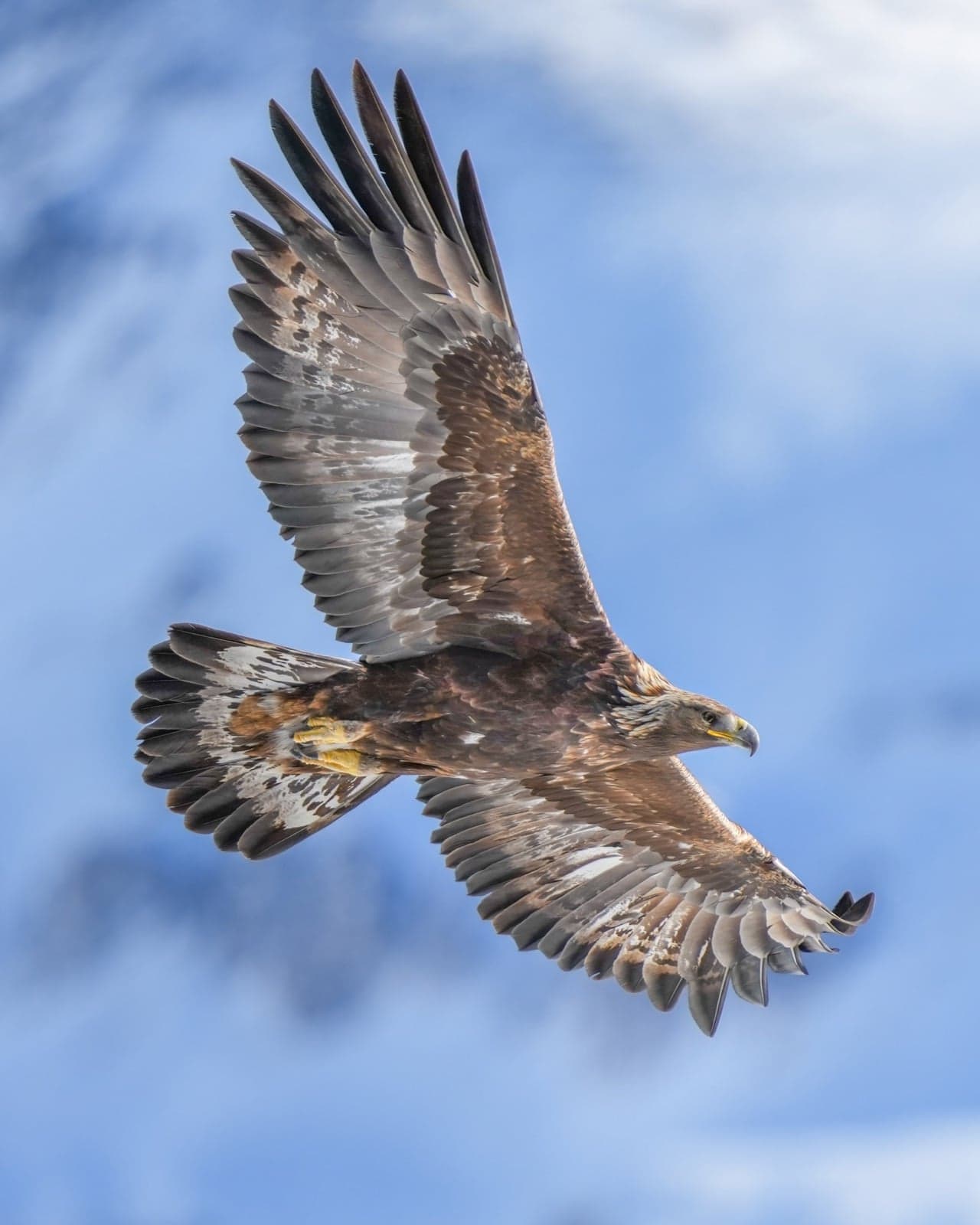 A golden eagle soaring with wide wings over a Portuguese mountain valley