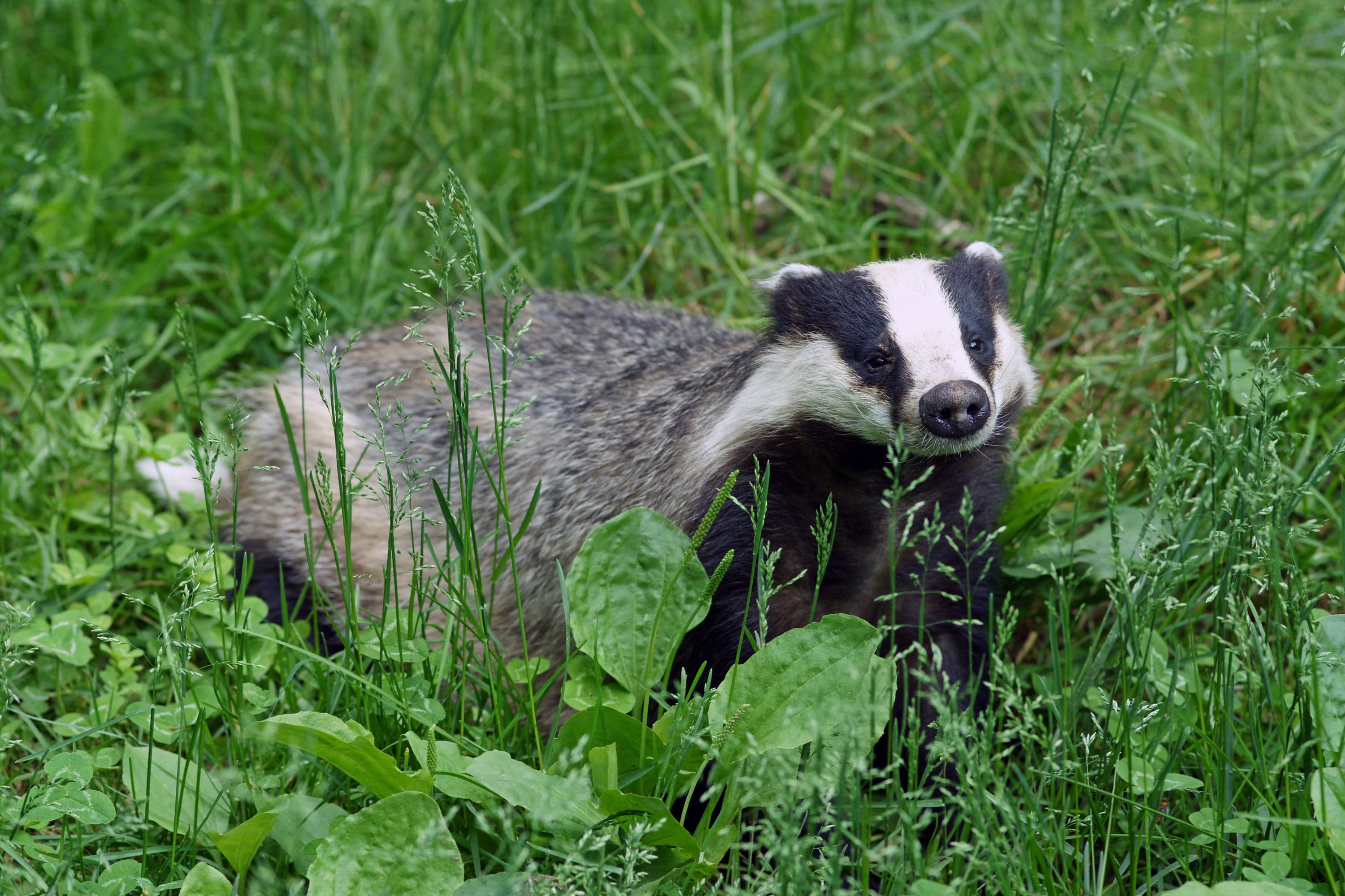A European badger with bold black and white stripes on its face